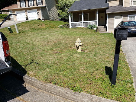 Common lawn weeds in georgia and how to stop them