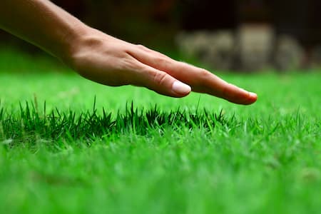Is Hiring A Professional Lawn Care Company Worth It?