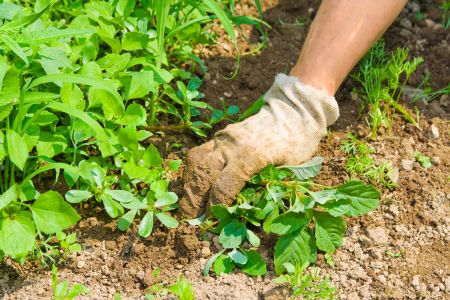 The ultimate guide to weed control this summer in georgia