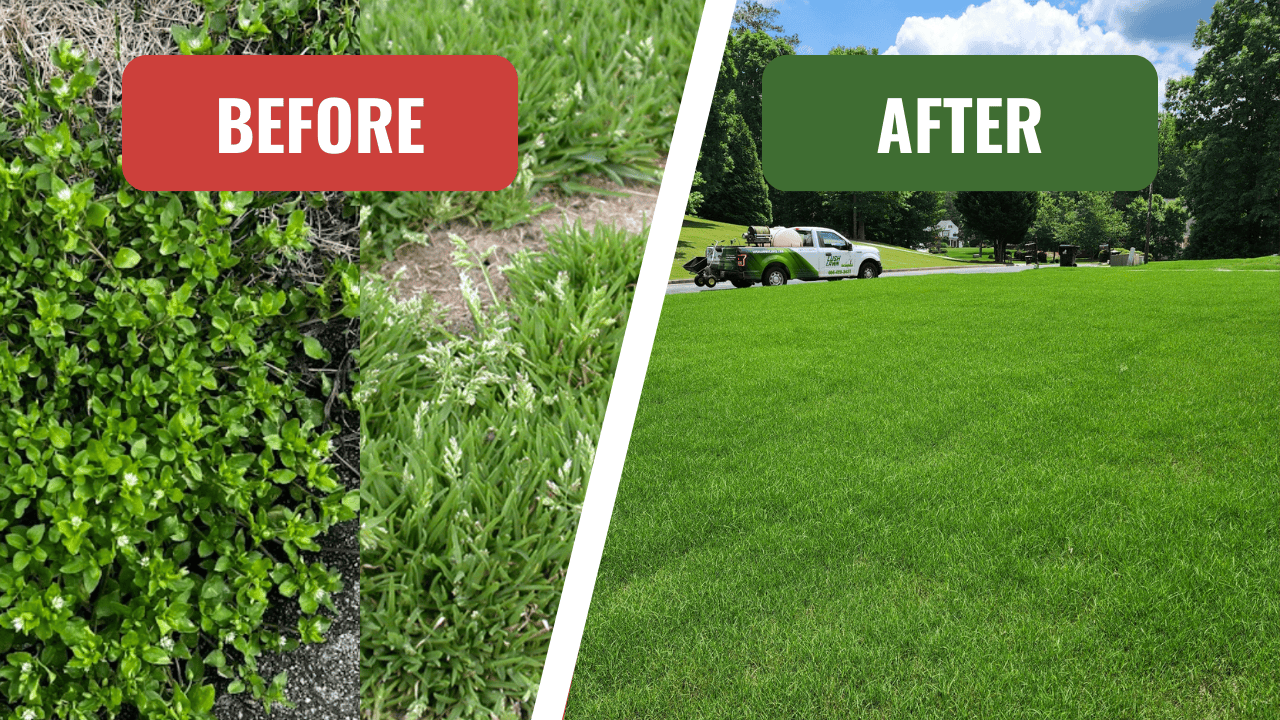 Are Poa Annua and Chick Weed Killing Your Lawn?
