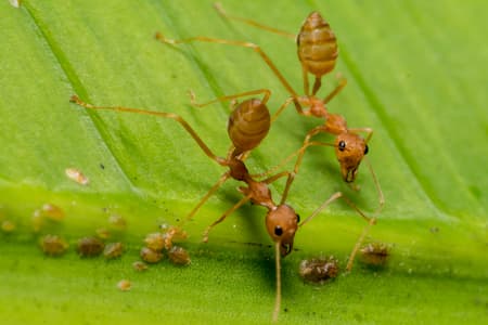 Fire ant management