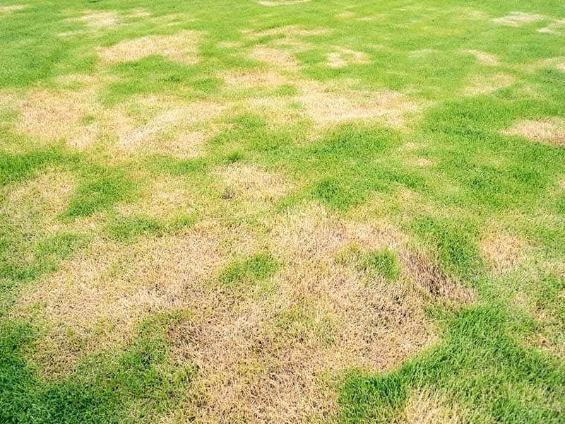 Lawn Disease and Fungus Control